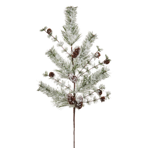 Rama pino nevada con bellotas