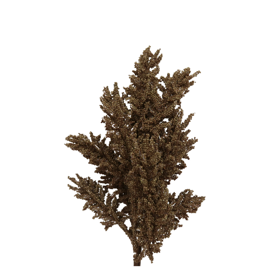 Rama sorgo