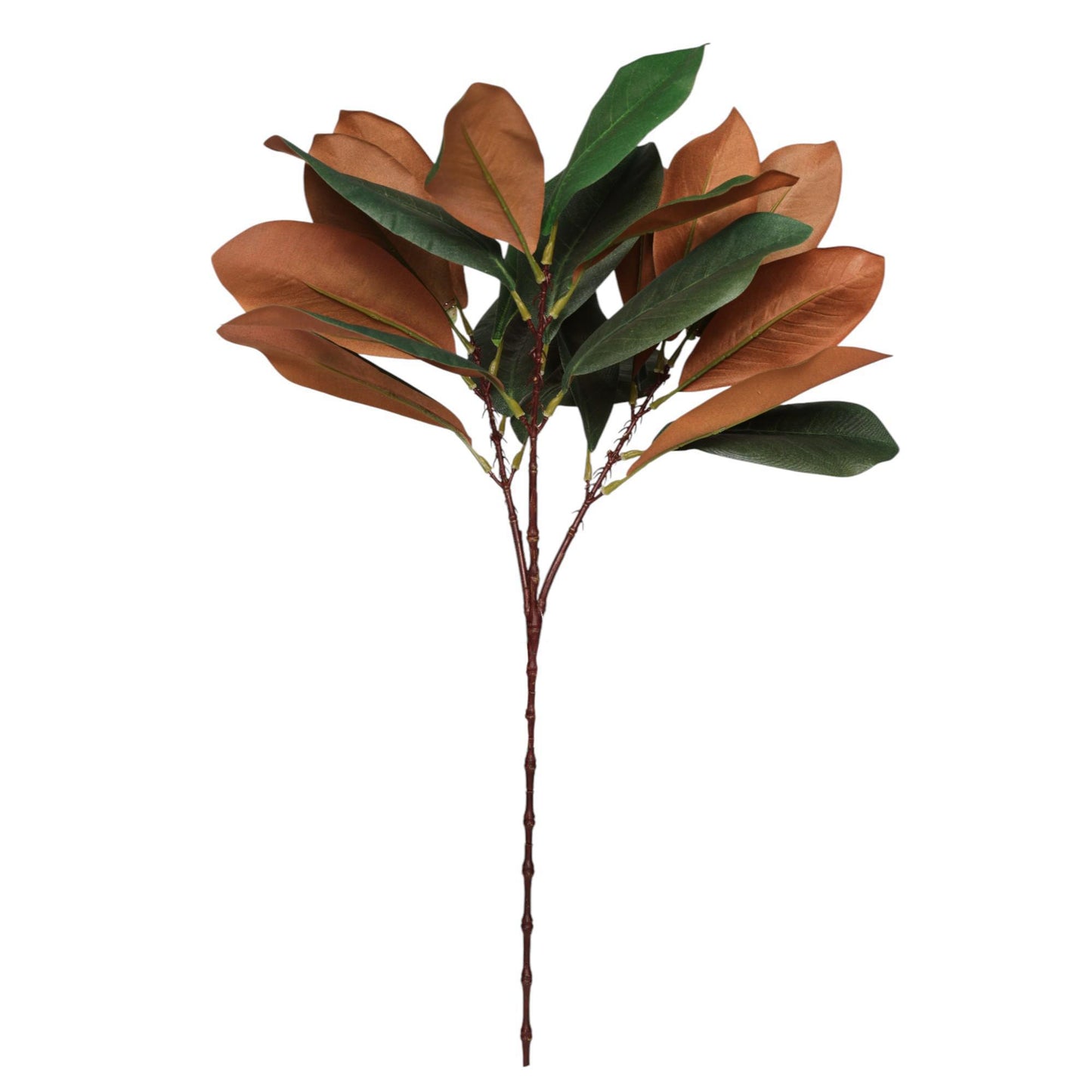 Rama de hojas de magnolia