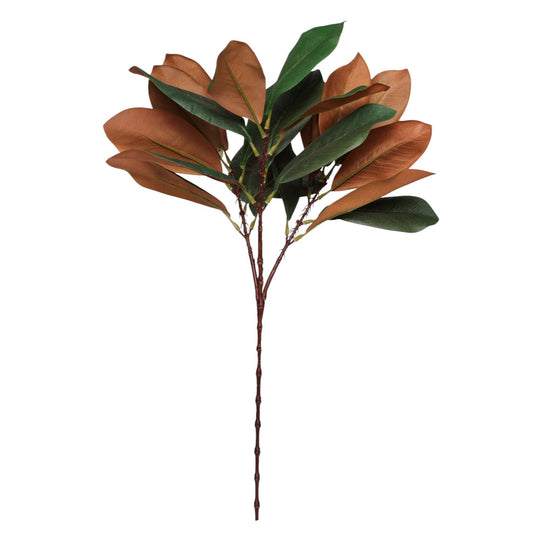 Rama de hojas de magnolia