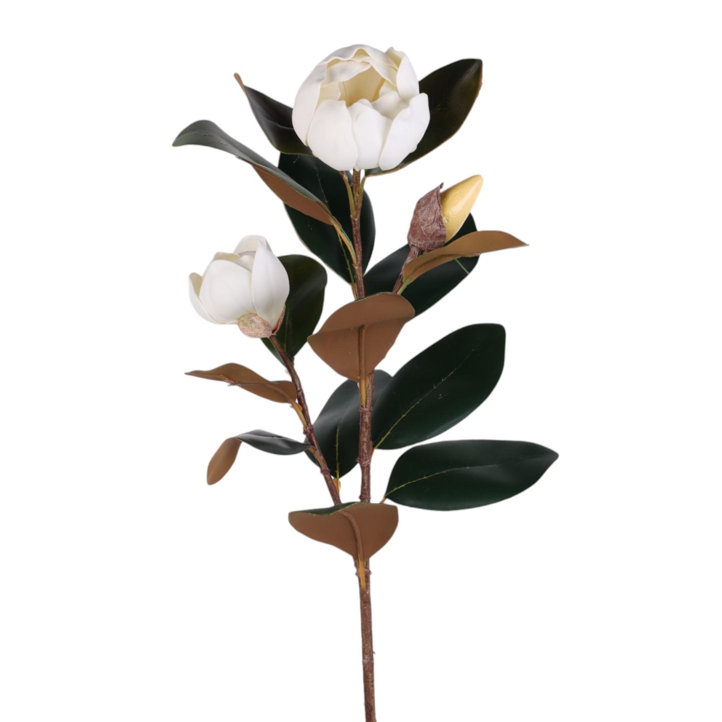 Rama hoja de magnolia con flor