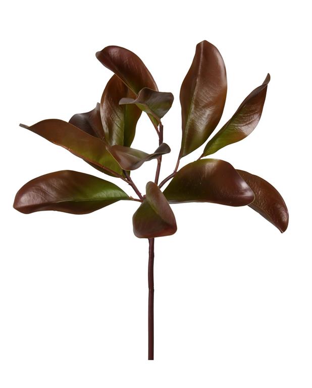 Hoja de magnolia pequeña