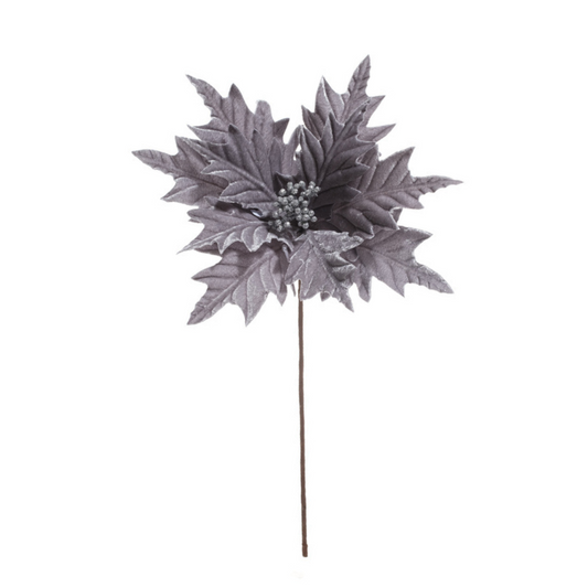 Pascua aterciopelada gris