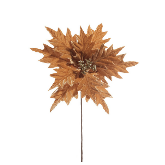 Pascua aterciopelada oro quemado
