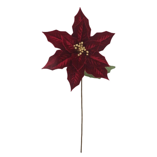 Pascua terciopelo roja centro dorado