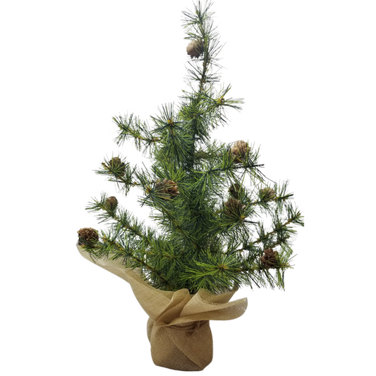 Arbol pino en bolsa de yute 40 cm