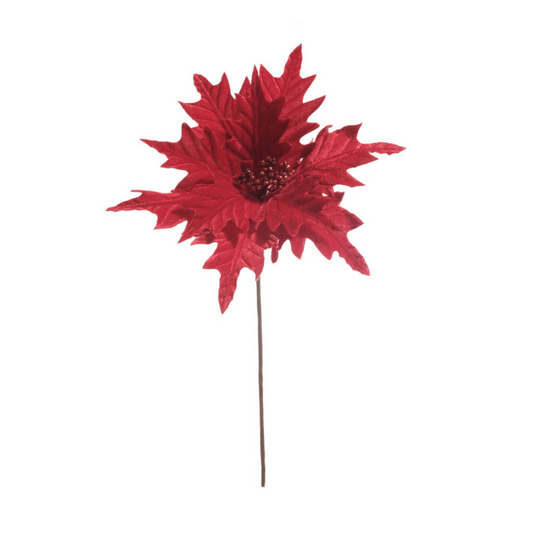 Pascua aterciopelada roja