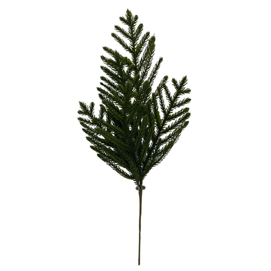 Rama pino araucaria